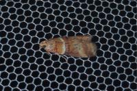 Acrobasis tumidana