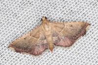 Endotricha flammealis