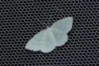 Cabera exanthemata