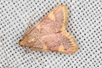 Hypsopygia costalis