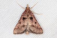 Stemmatophora brunnealis