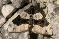 Cosmorhoe ocellata
