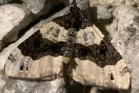 Cosmorhoe ocellata