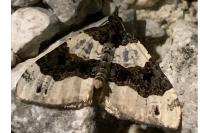 Cosmorhoe ocellata