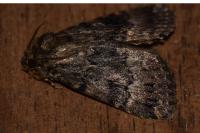 Amphipyra pyramidea