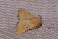 Malacosoma neustria