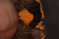 Noctua janthe
