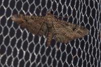 Gymnoscelis rufifasciata