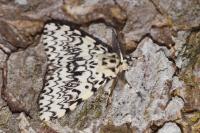 Lymantria monacha