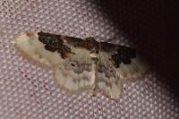 Idaea rusticata