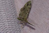 Pasiphila rectangulata