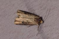 Axylia putris