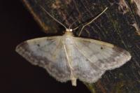 Idaea biselata