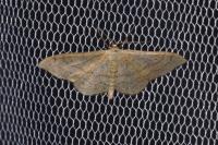 Idaea aversata