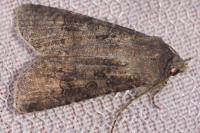 Agrotis segetum