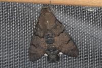 Macroglossum stellatarum
