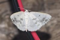 Lomographa temerata