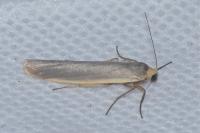 Eilema caniola