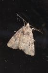 Mesapamea secalella/secalis
