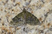 Acasis viretata