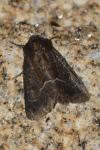 Thalpophila matura