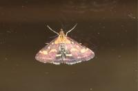 Pyrausta purpuralis