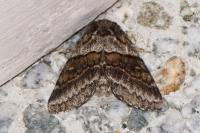 Gluphisia crenata