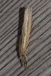 Agriphila tristella