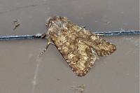 Luperina testacea