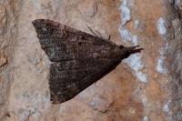 Hypena obsitalis