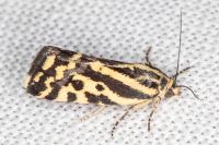 Emmelia trabealis