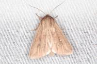 Mythimna congrua