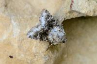 Hecatera bicolorata