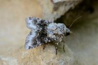 Hecatera bicolorata