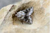 Hecatera bicolorata