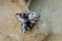 Hecatera bicolorata