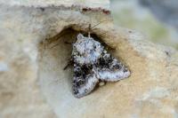 Hecatera bicolorata