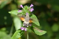 Macroglossum stellatarum