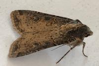 Peridroma saucia