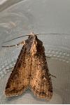Peridroma saucia