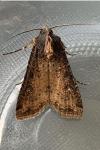Peridroma saucia