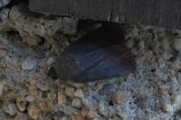 Amphipyra livida