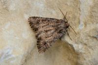 Luperina testacea