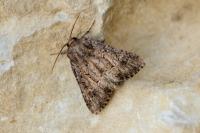 Luperina testacea