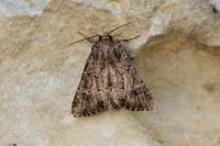 Luperina testacea