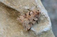 Eugnorisma depuncta
