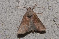 Mesoligia furuncula