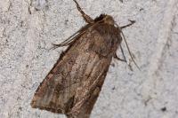Luperina testacea