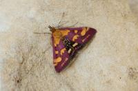 Pyrausta purpuralis
