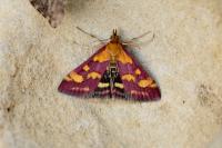 Pyrausta purpuralis